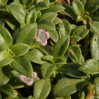 Hydrophylax maritima L.f.